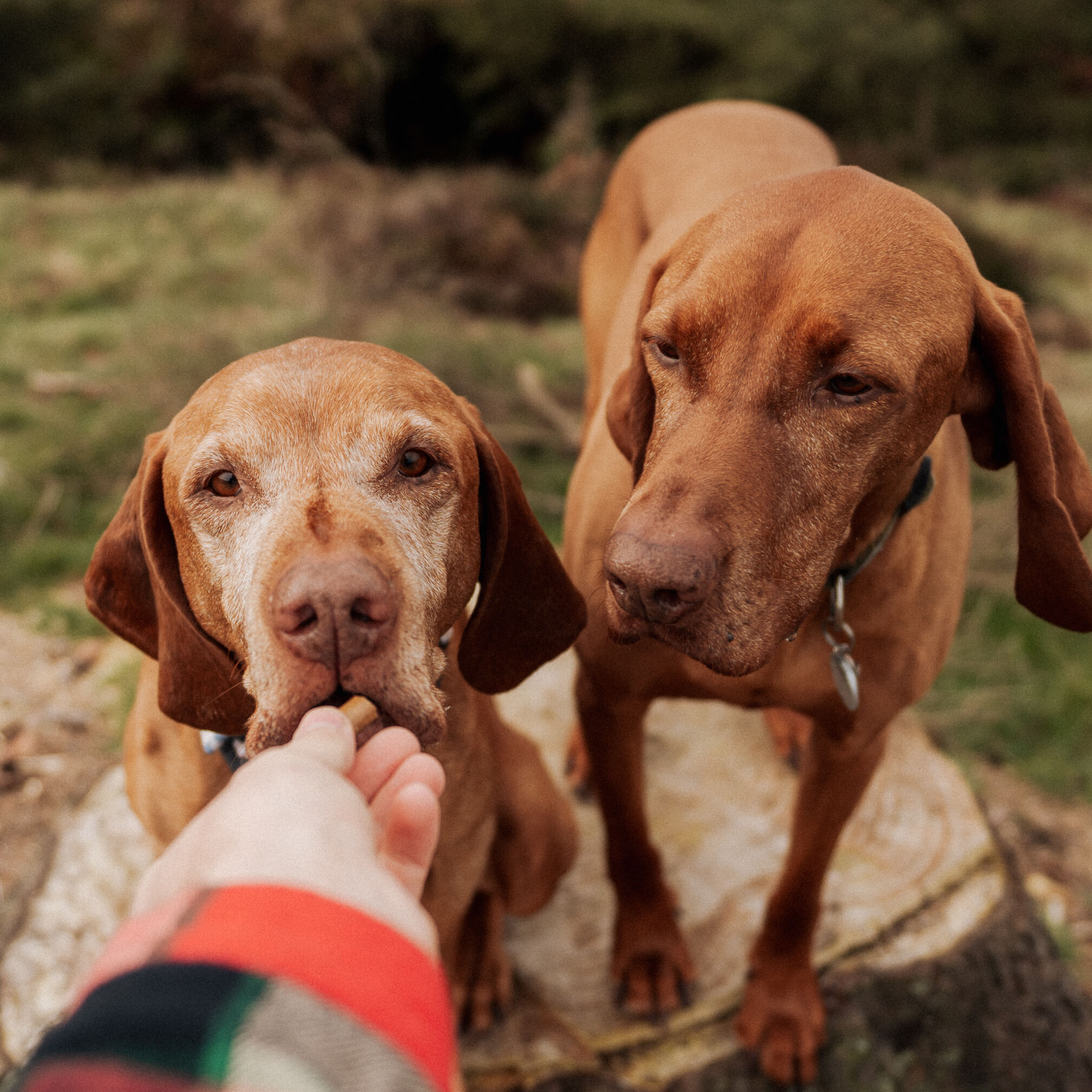 <b>WHAT'S THE BEST DOG FOOD FOR SENSITIVE STOMACHS?</b><br><br>How to find foods that may be easier to digest and help with uncomfortable symptoms...</br>